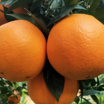 赣南脐橙