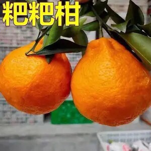 四川抿甜耙耙柑