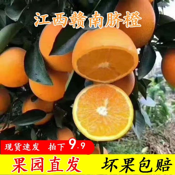 赣南脐橙9.9包邮发货