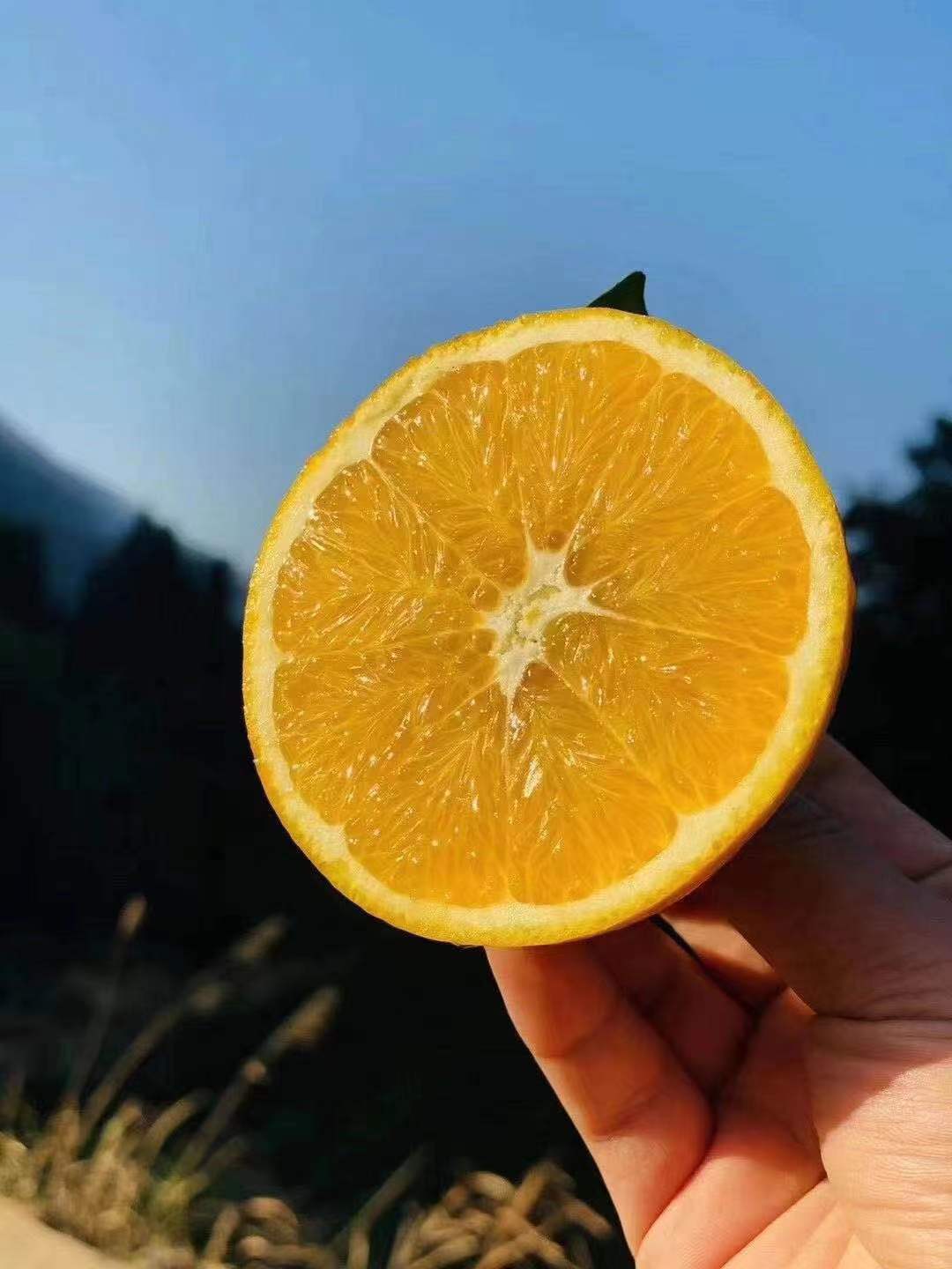 赣南脐橙