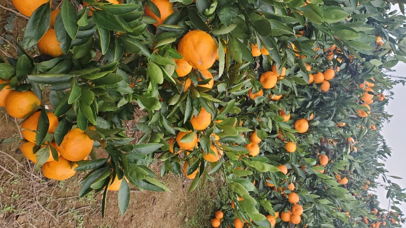 柑橘 脐橙