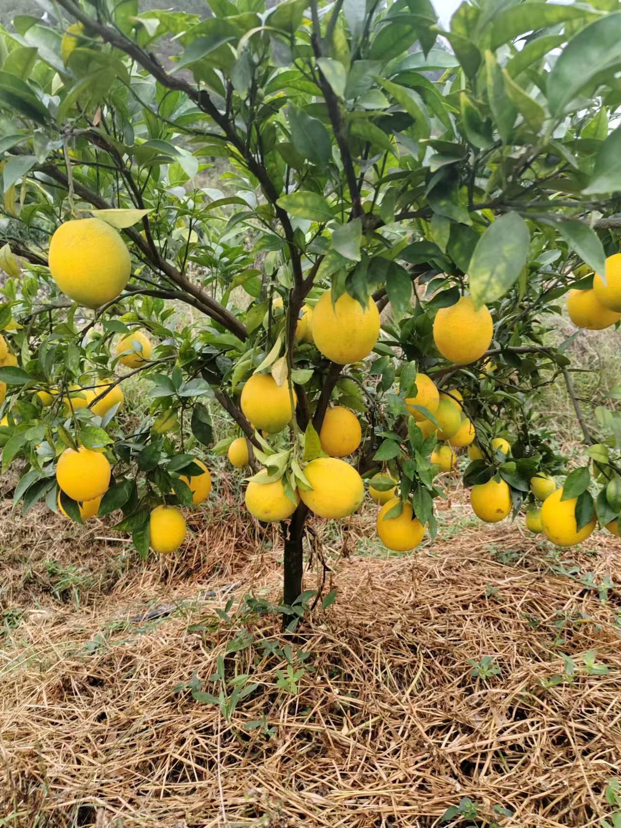 蜂蜜脐橙