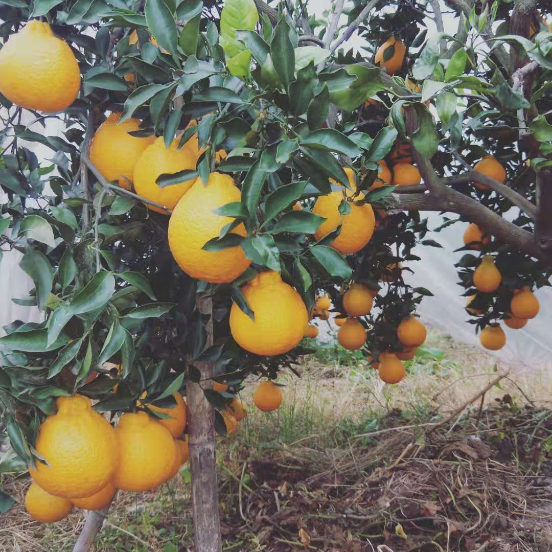 丑柑，耙耙柑，清见