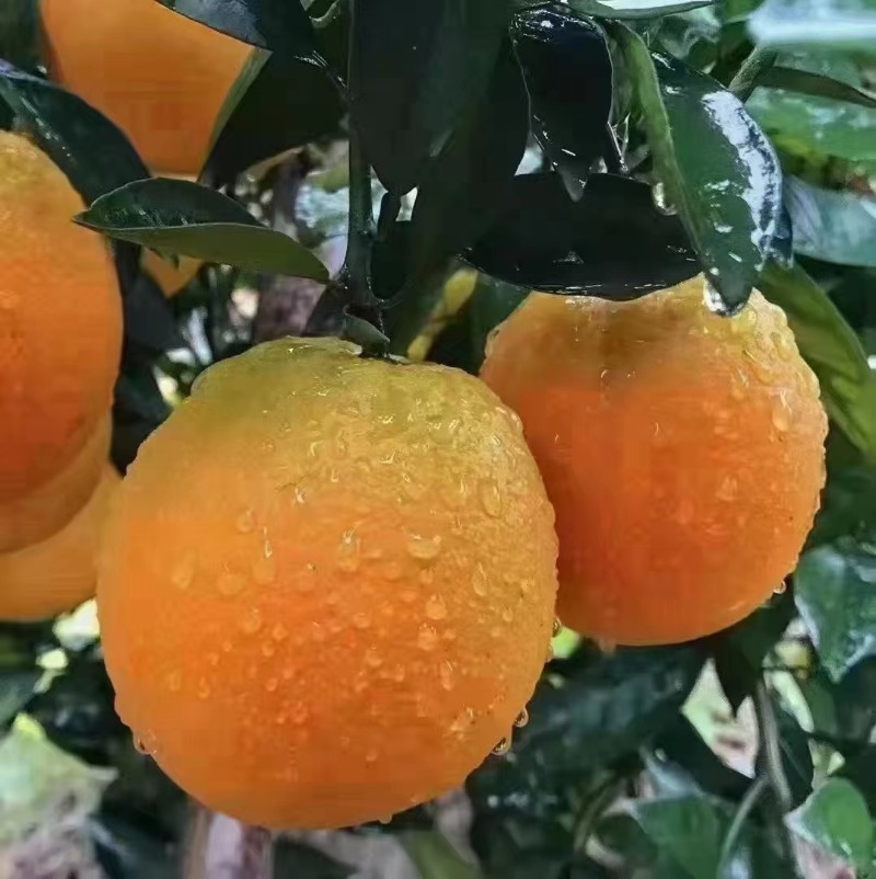 赣南脐橙