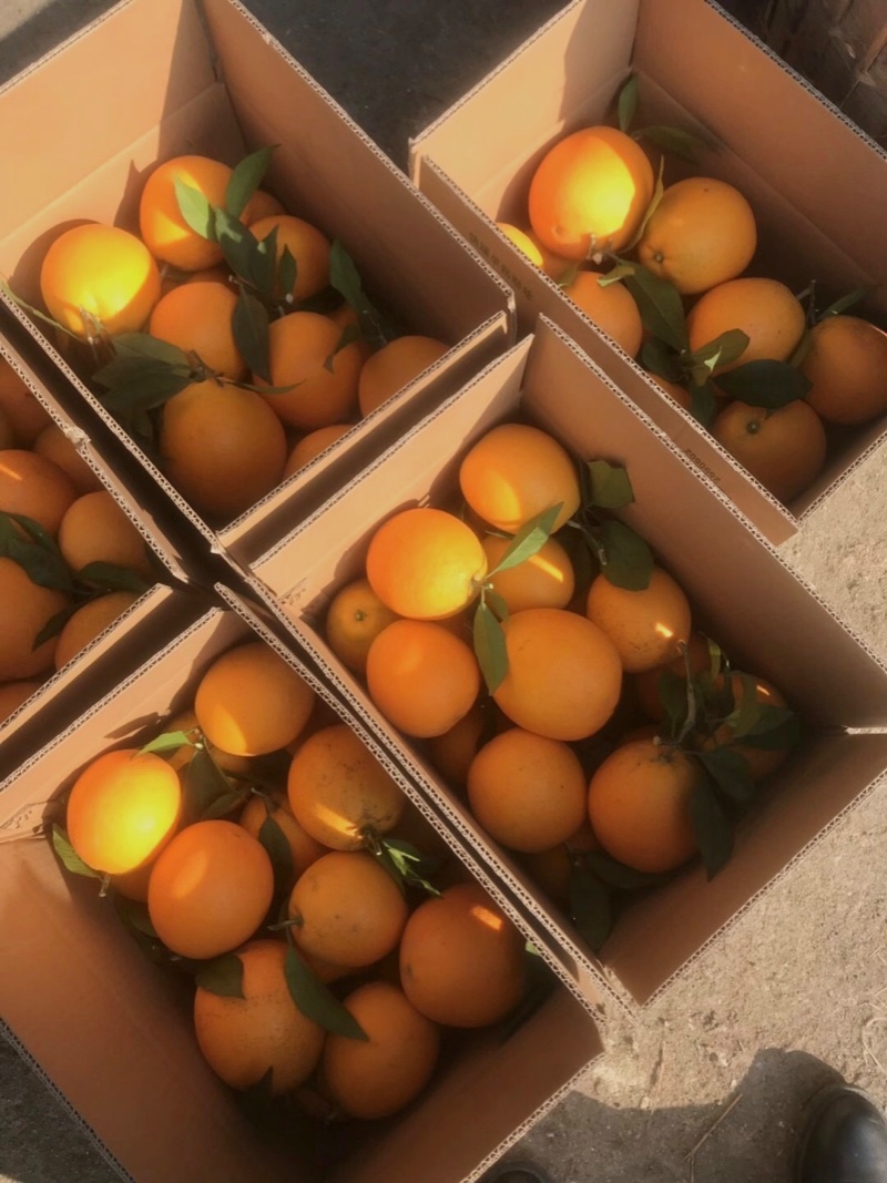 纽荷尔脐橙