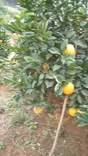 脐橙