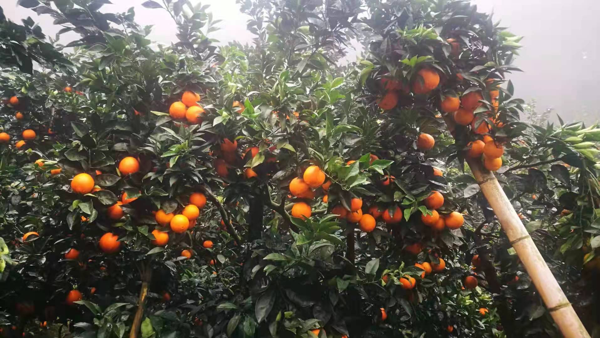 脐橙
