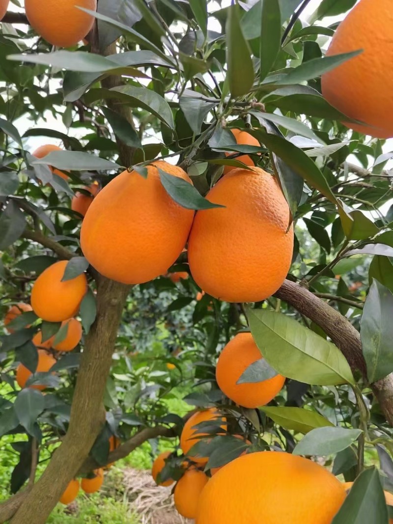 奉节脐橙