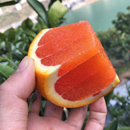 秭归中华红脐橙