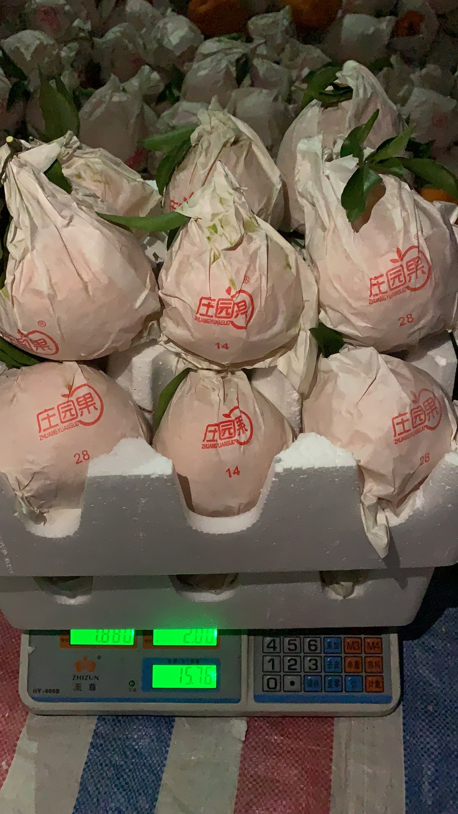 春见 耙耙柑