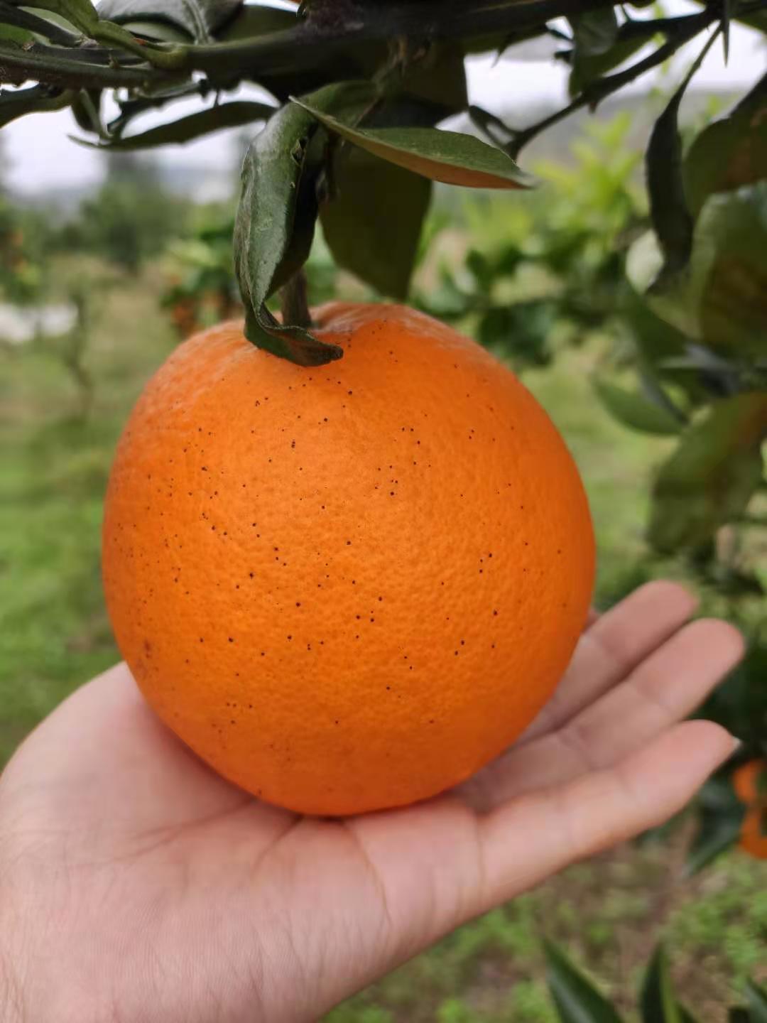 湖南石门脐橙