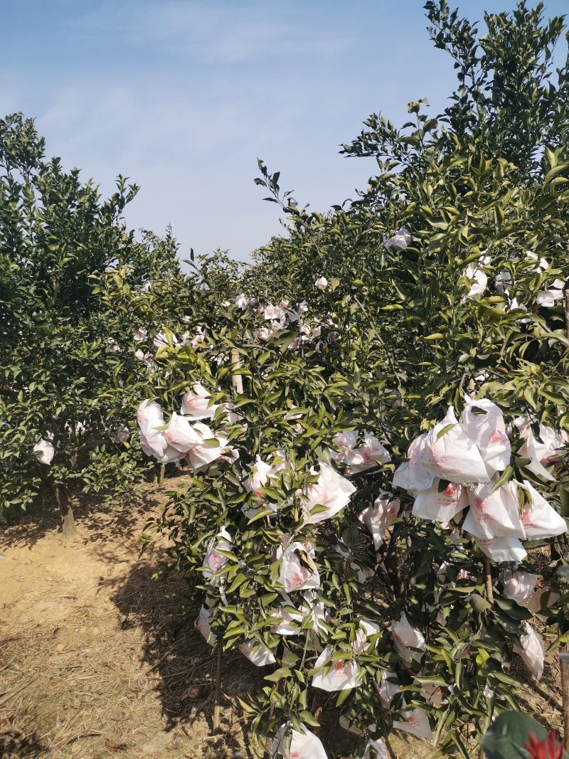 春见，大雅柑橘，耙耙柑，