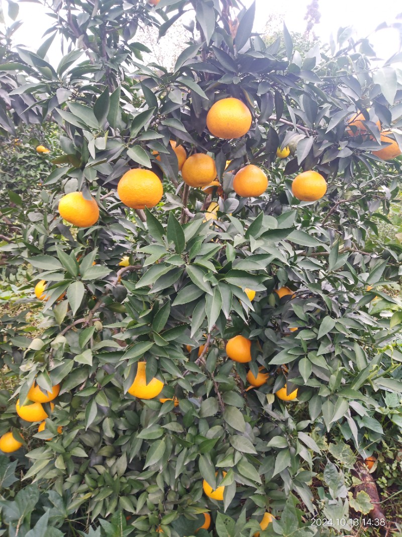 四川爱媛果冻橙