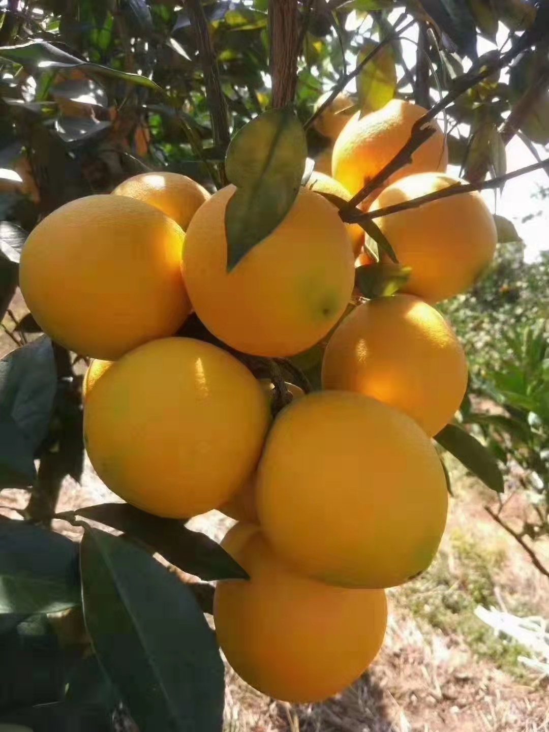 赣南脐橙