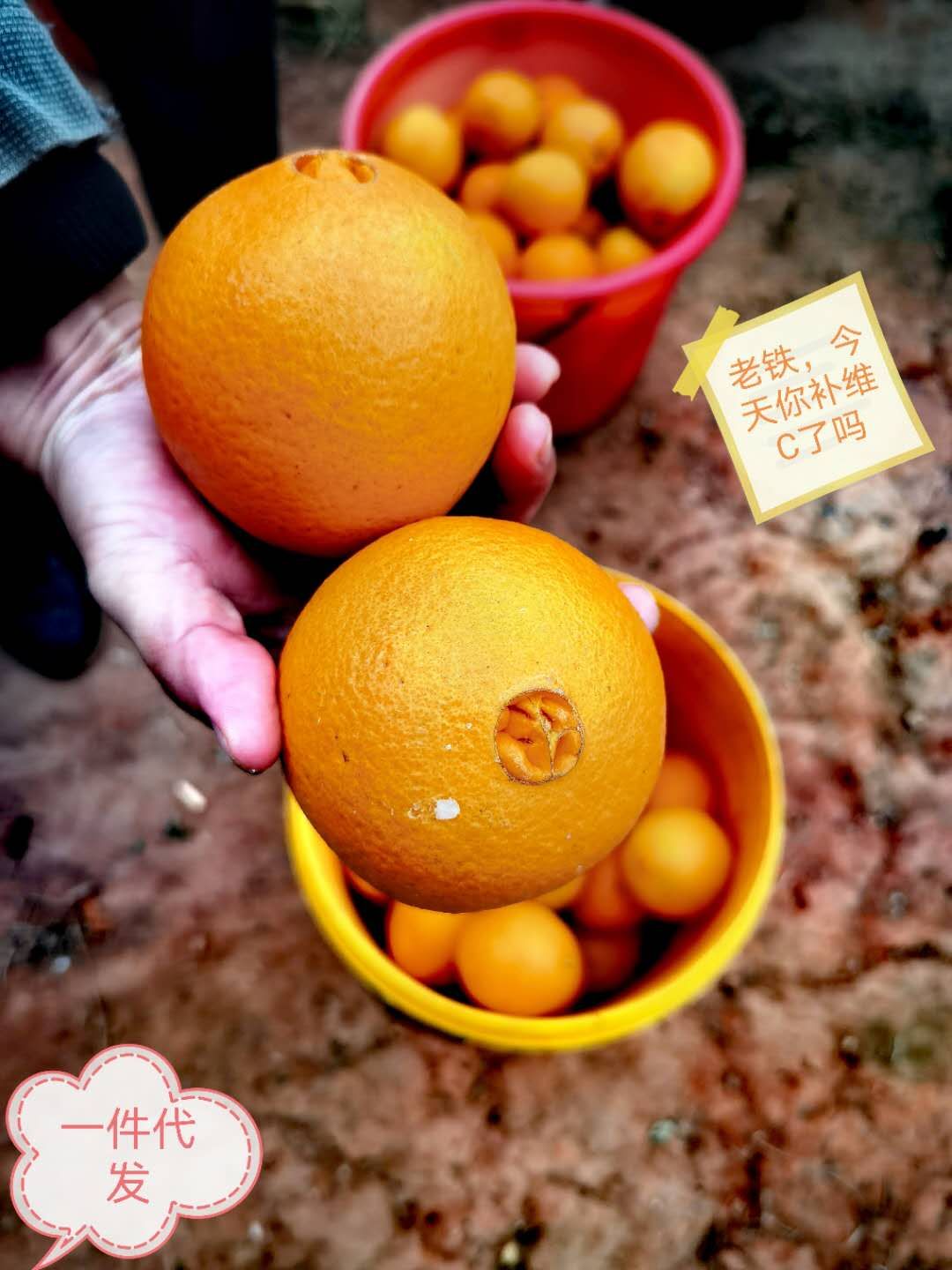 橙子，赣南脐橙，江西信丰