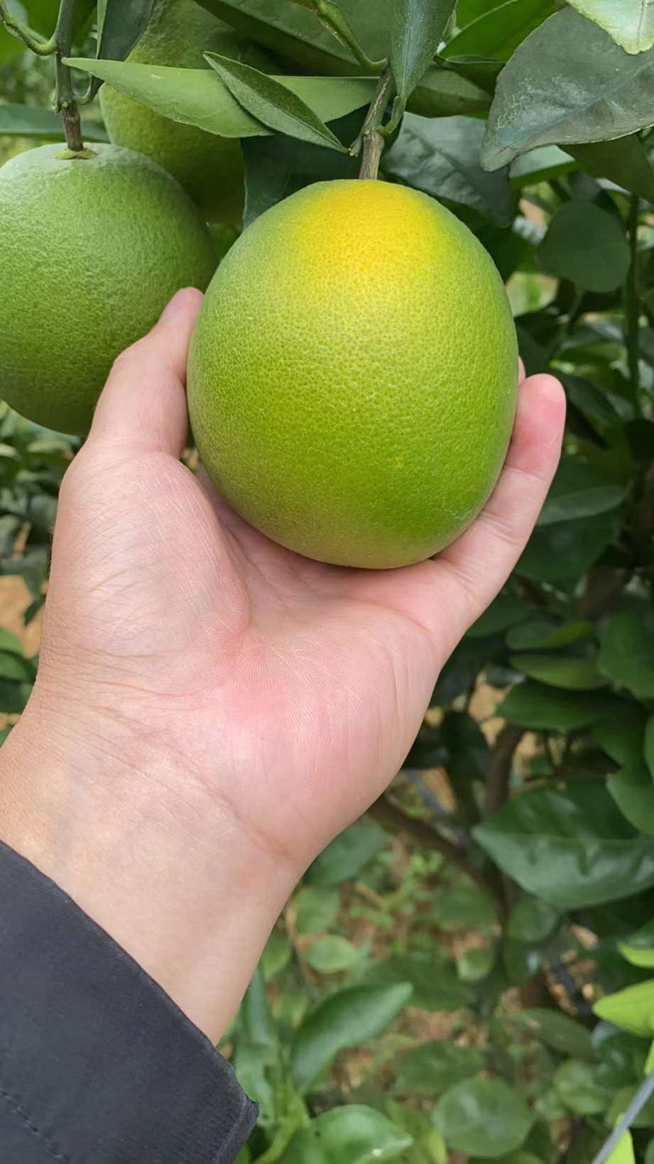赣南脐橙