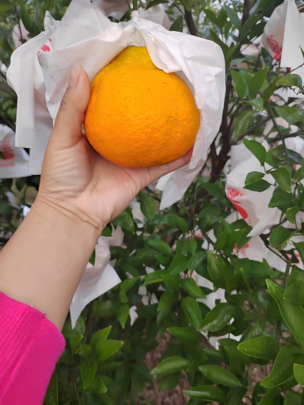 春见耙耙柑