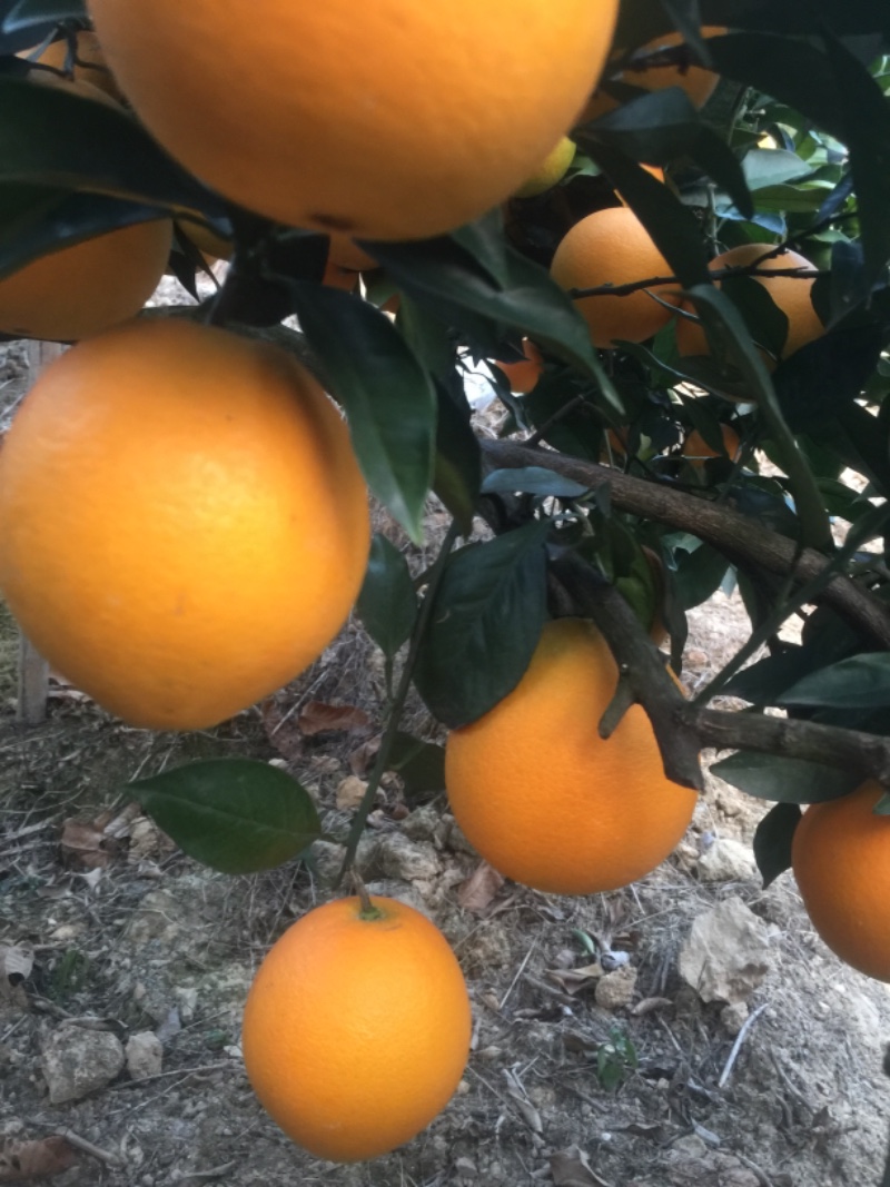 脐橙