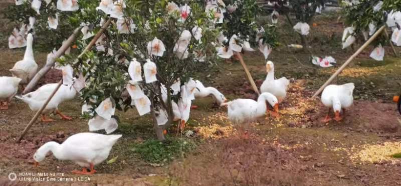 春见（耙耙柑）