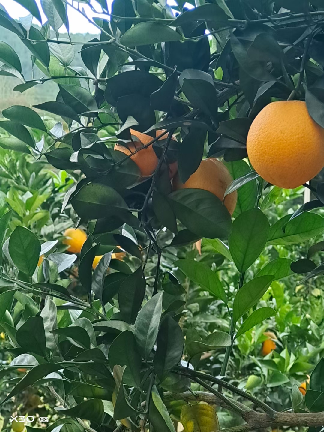 赣南脐橙