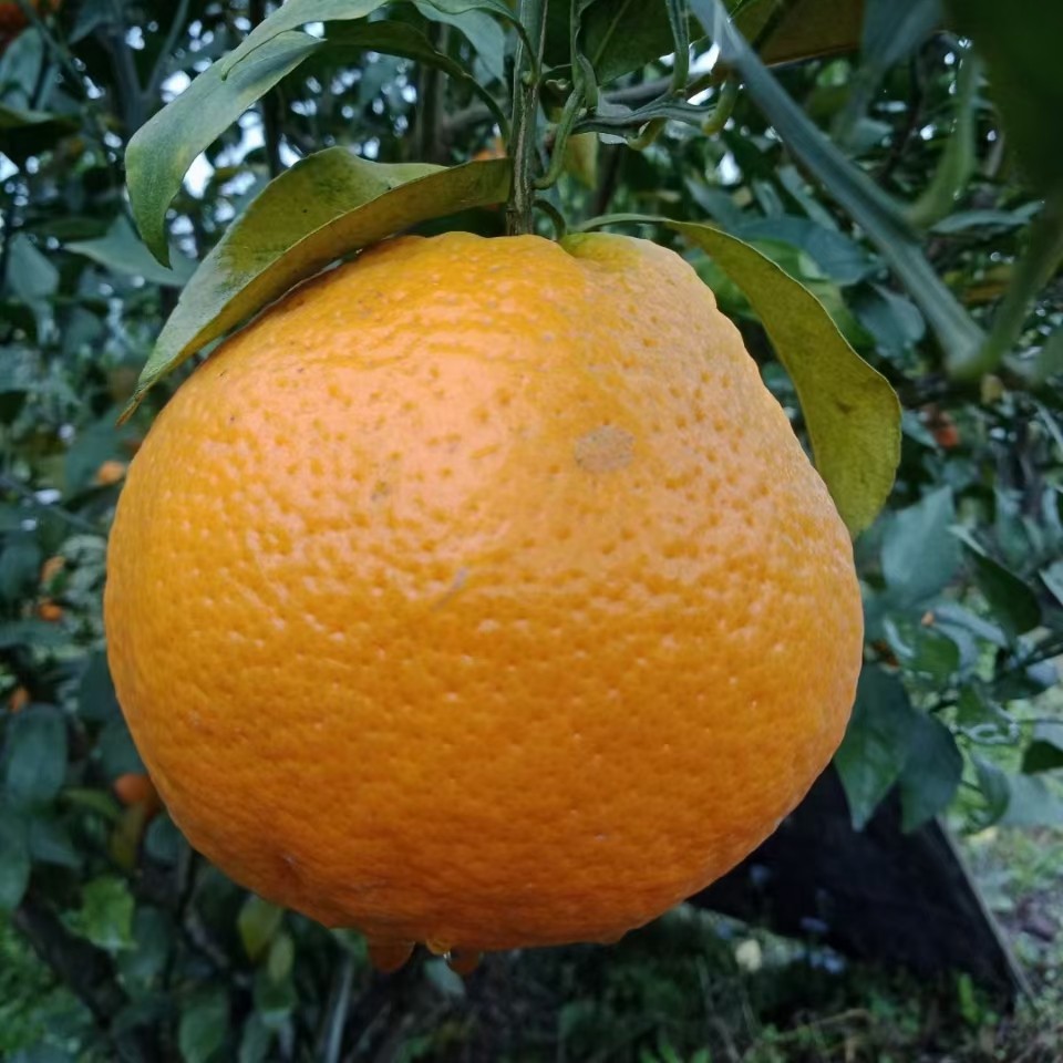 春见