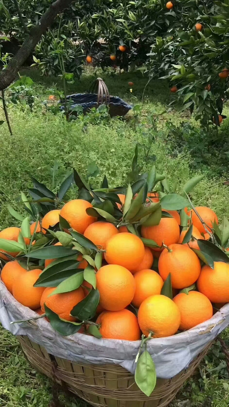 脐橙
