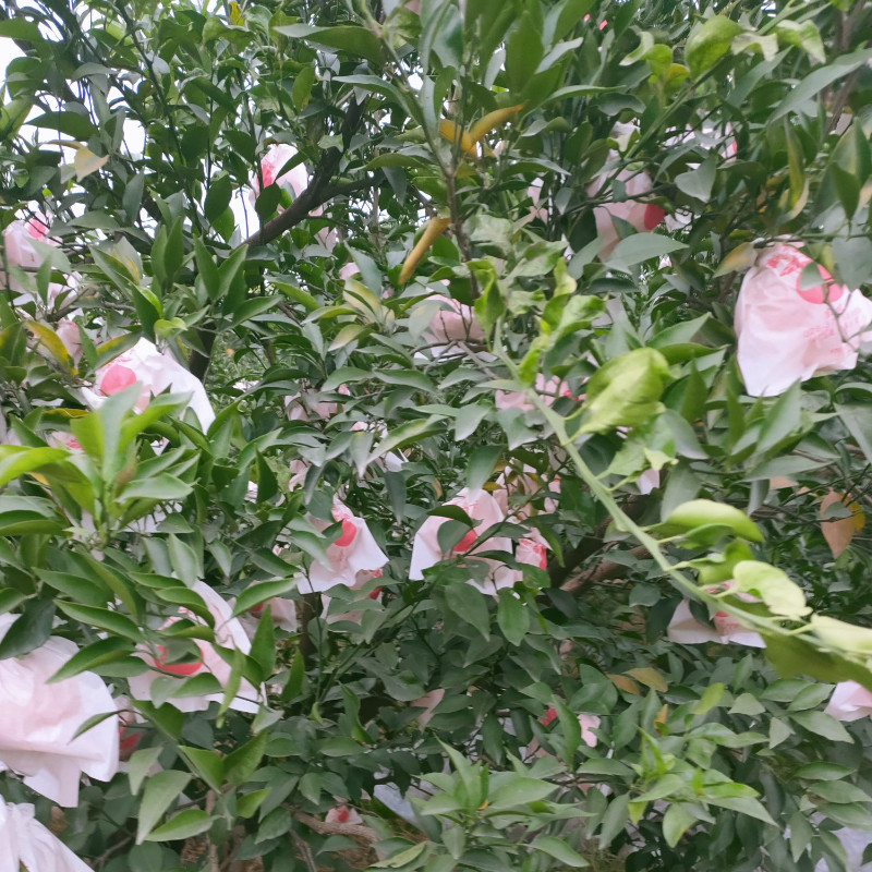 柑橘耙耙柑