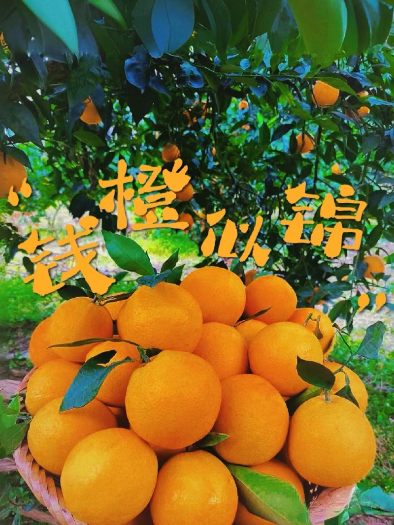 正宗重庆奉节脐橙-福本20斤包邮