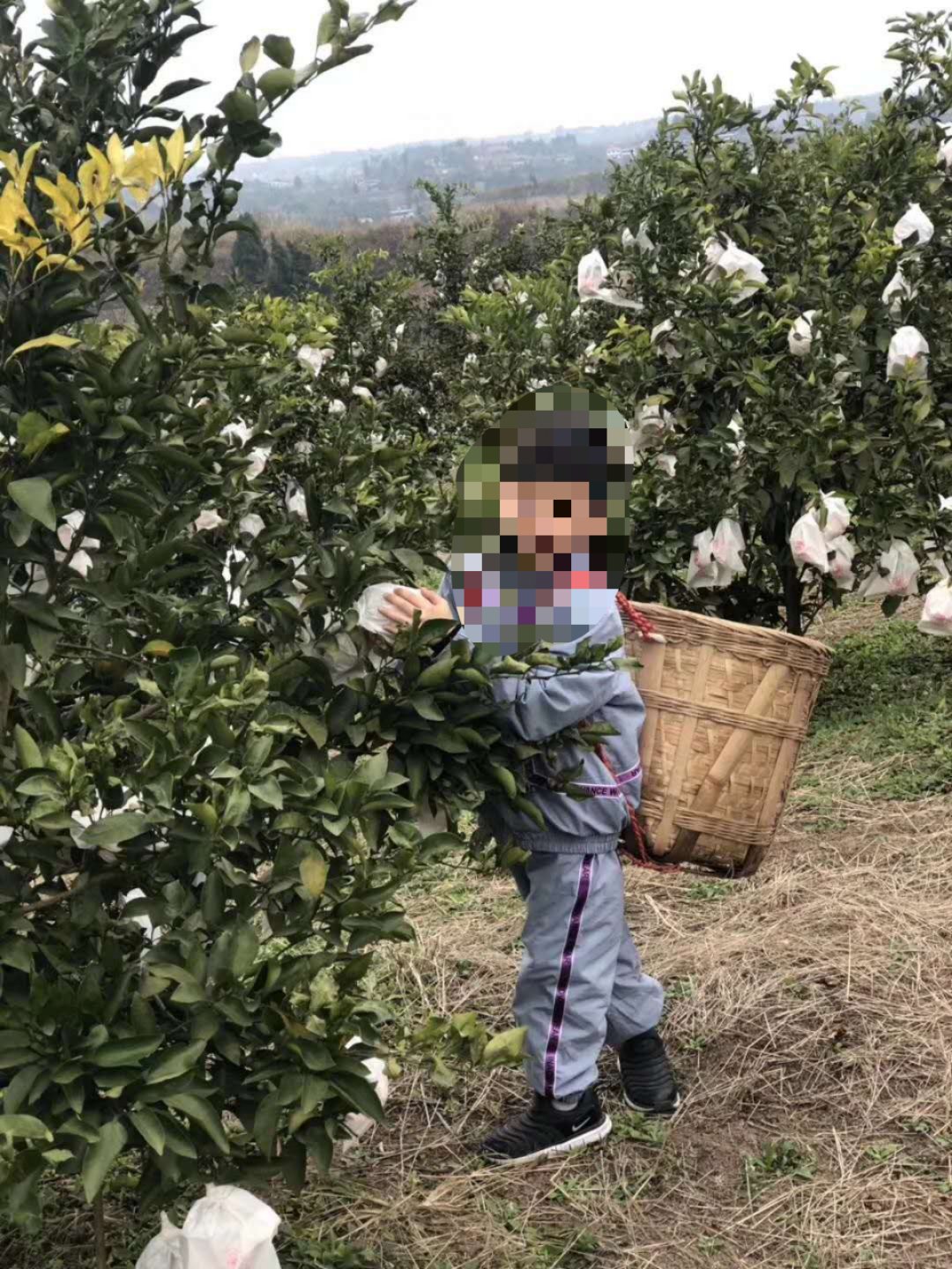 商超十几元一斤的耙耙柑