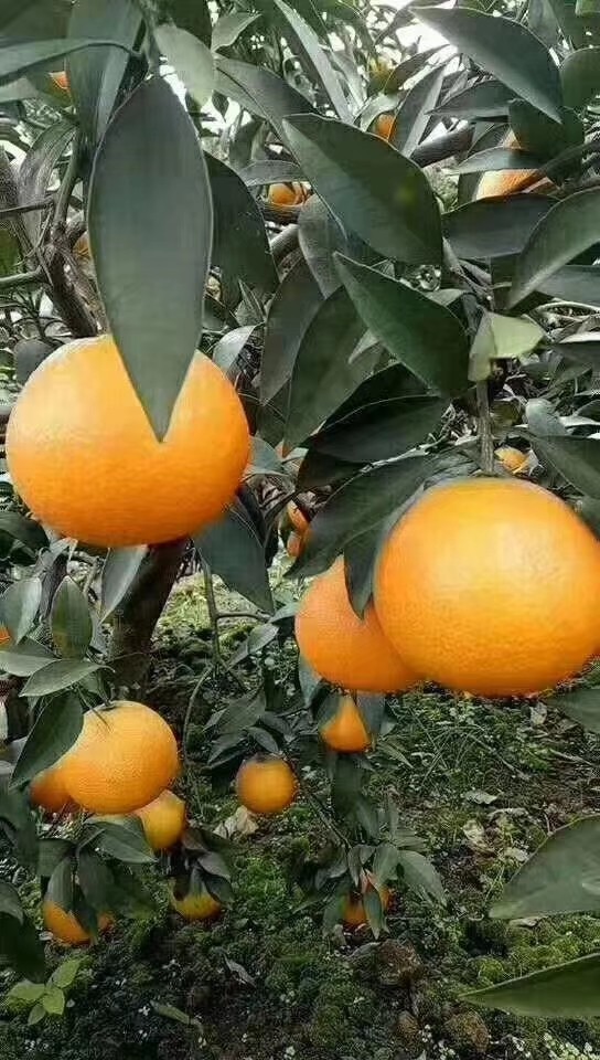 爱媛果冻橙