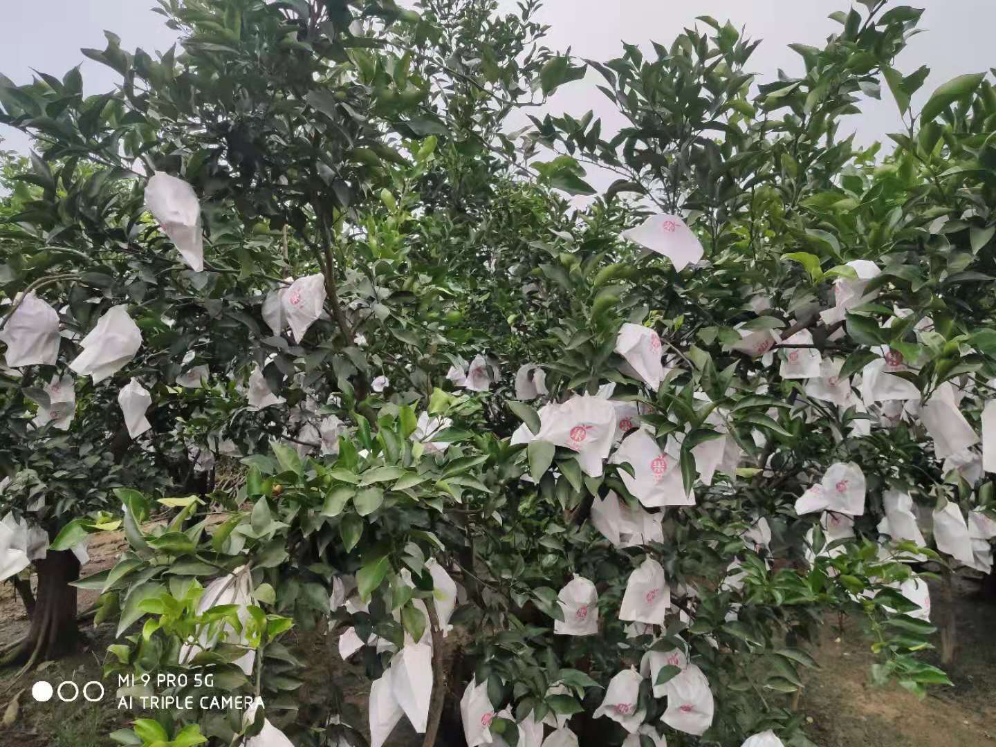 产地耙耙柑上市了