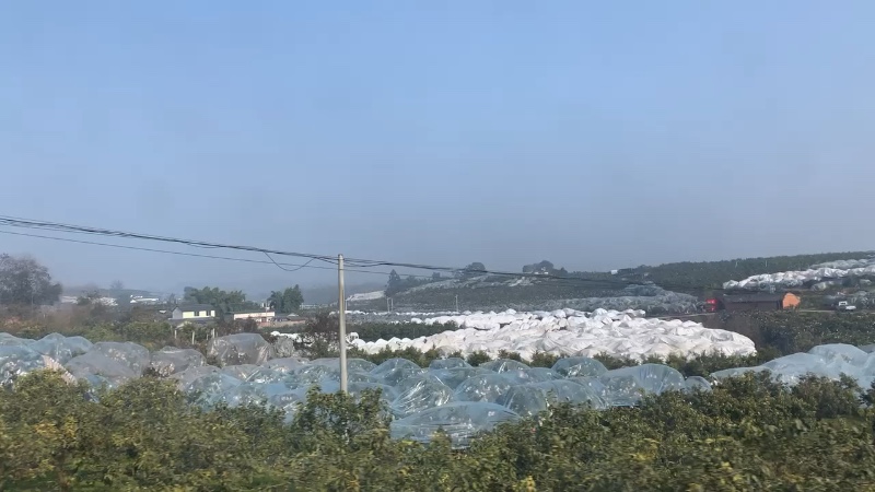 春见耙耙柑