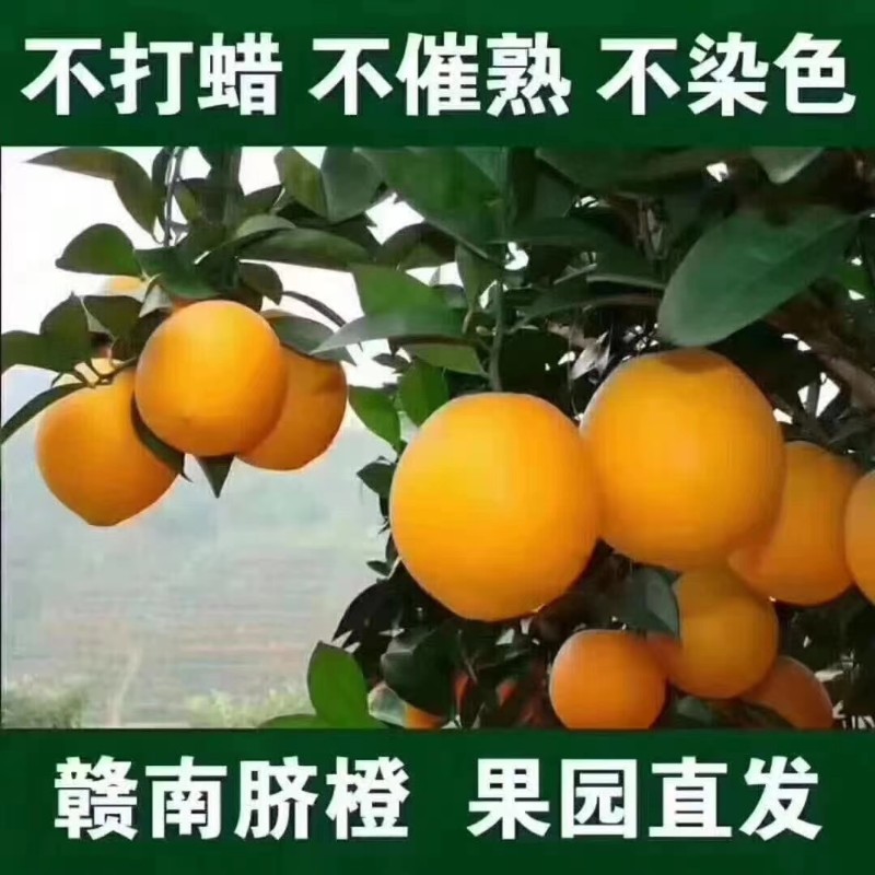 赣南脐橙(谢家果园)