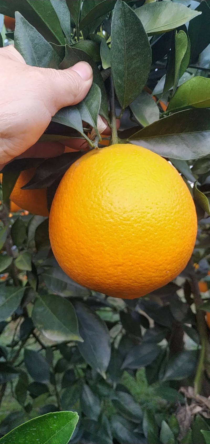 纽荷尔脐橙