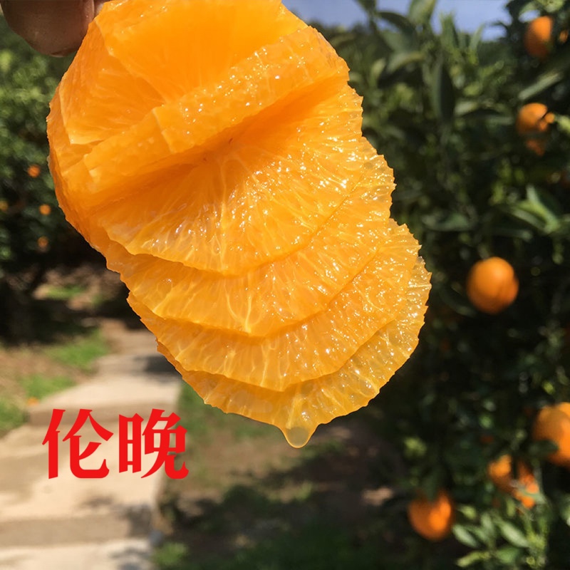 秭归伦晚