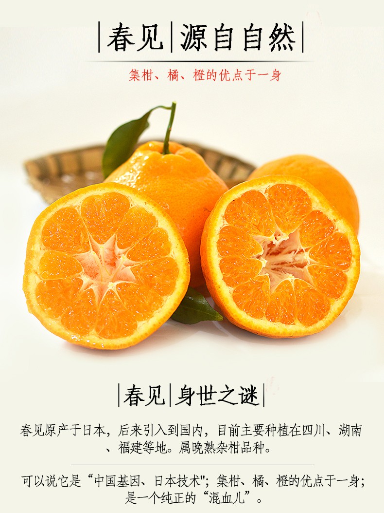 春见、耙耙柑