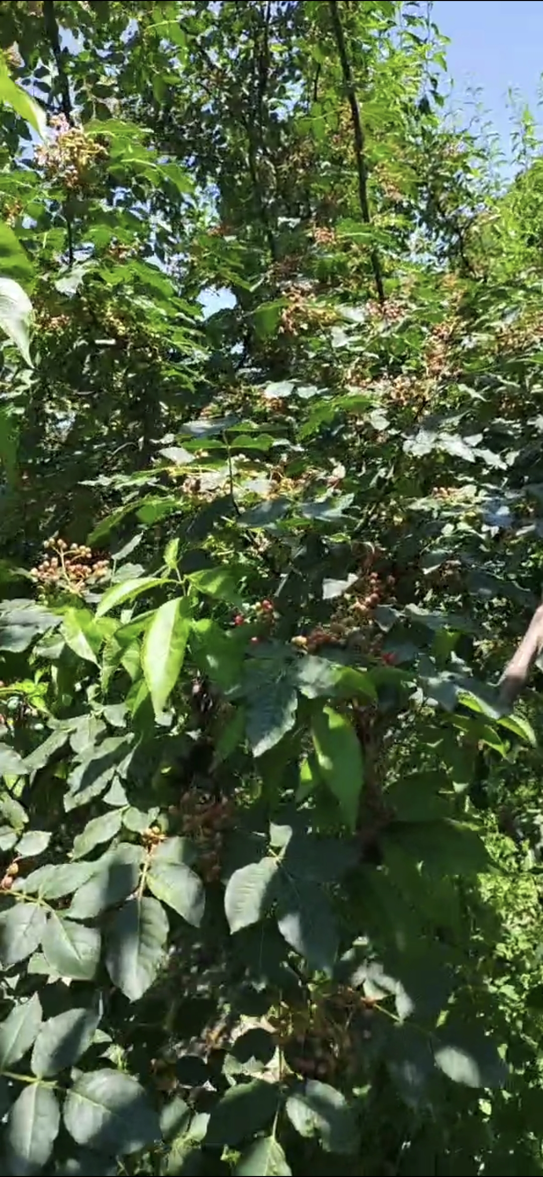千斤干花椒出售阿坝大红袍