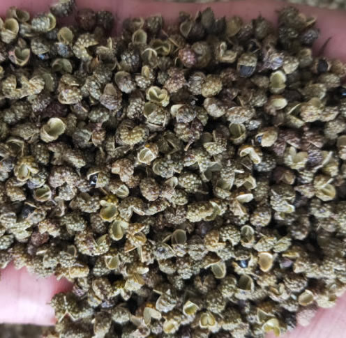 四川金阳青花椒，青花椒中的战斗机！