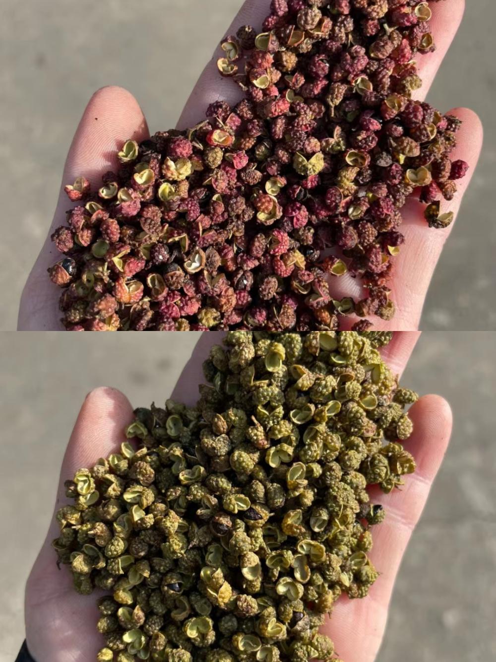 大量出售金阳青花椒，转红椒