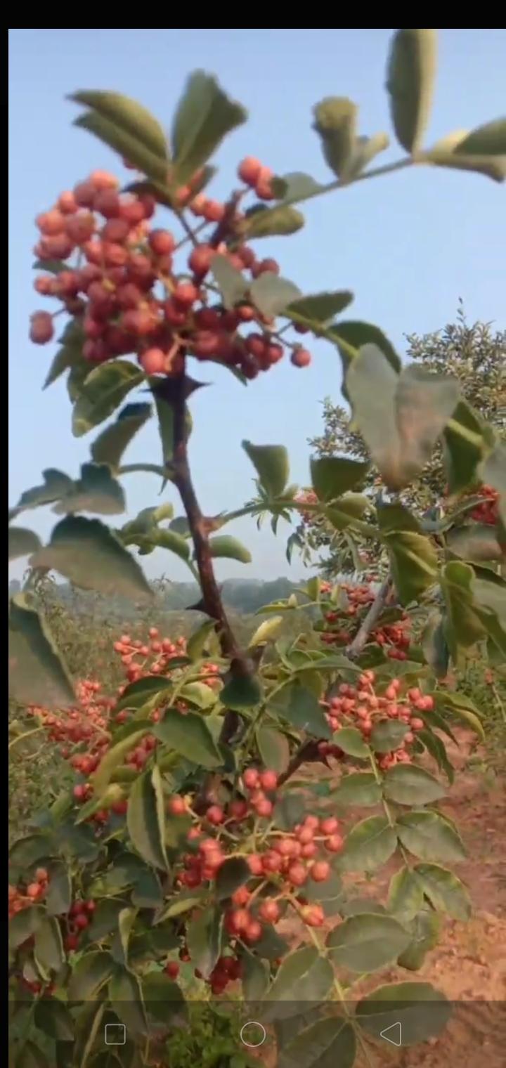 大红袍花椒