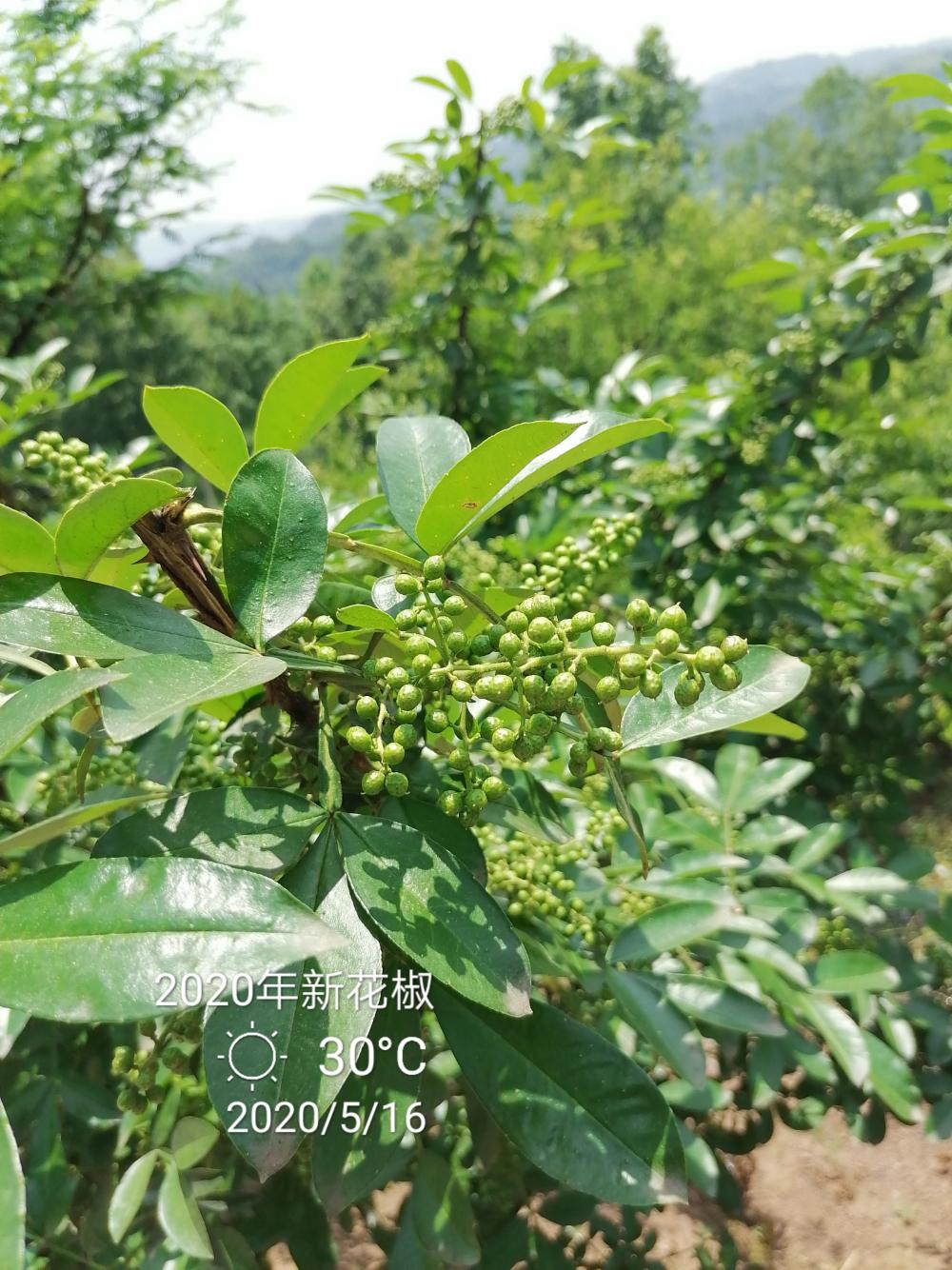 九叶青花椒和藤椒
