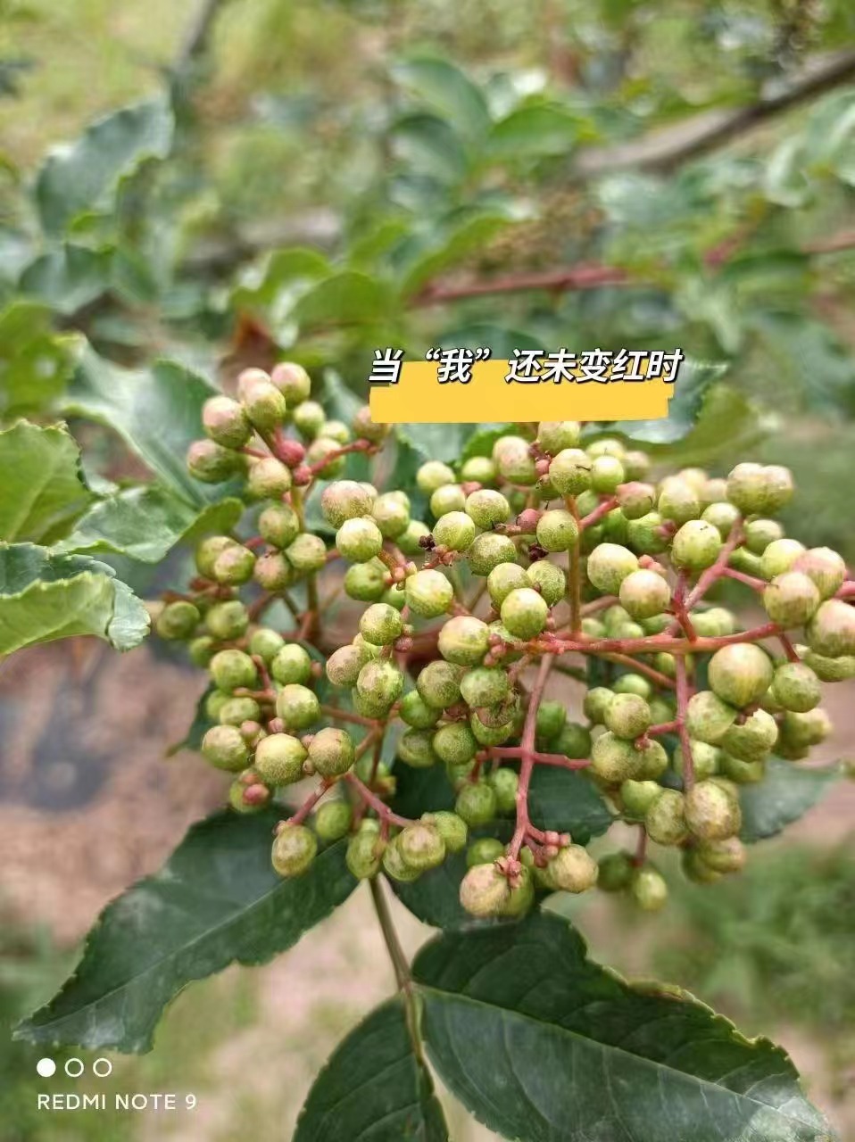 陇南品种有机大红袍红花椒