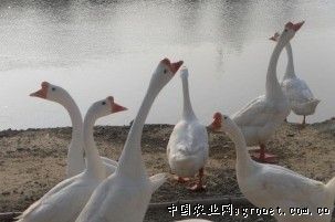 供应浙东白鹅