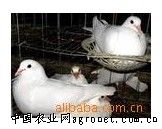 供应白羽王