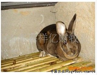 供应獭兔