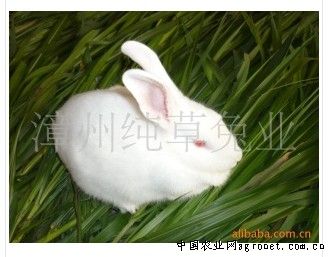 求购纯草系列（兔肉）