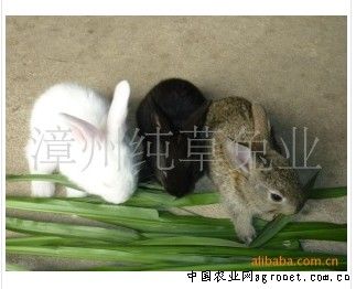 供应纯草兔（小兔）