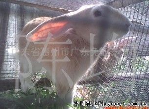 供应黄兔