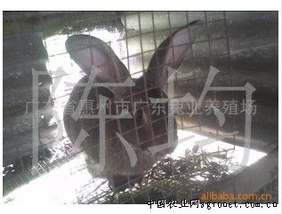 求购野兔种兔