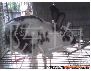 供应花巨兔